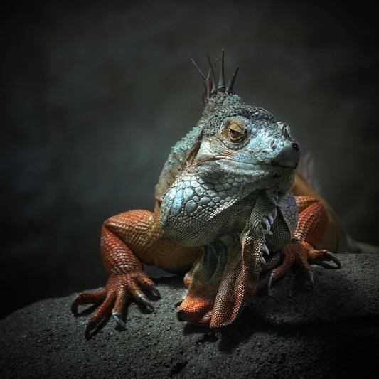 I Am The King