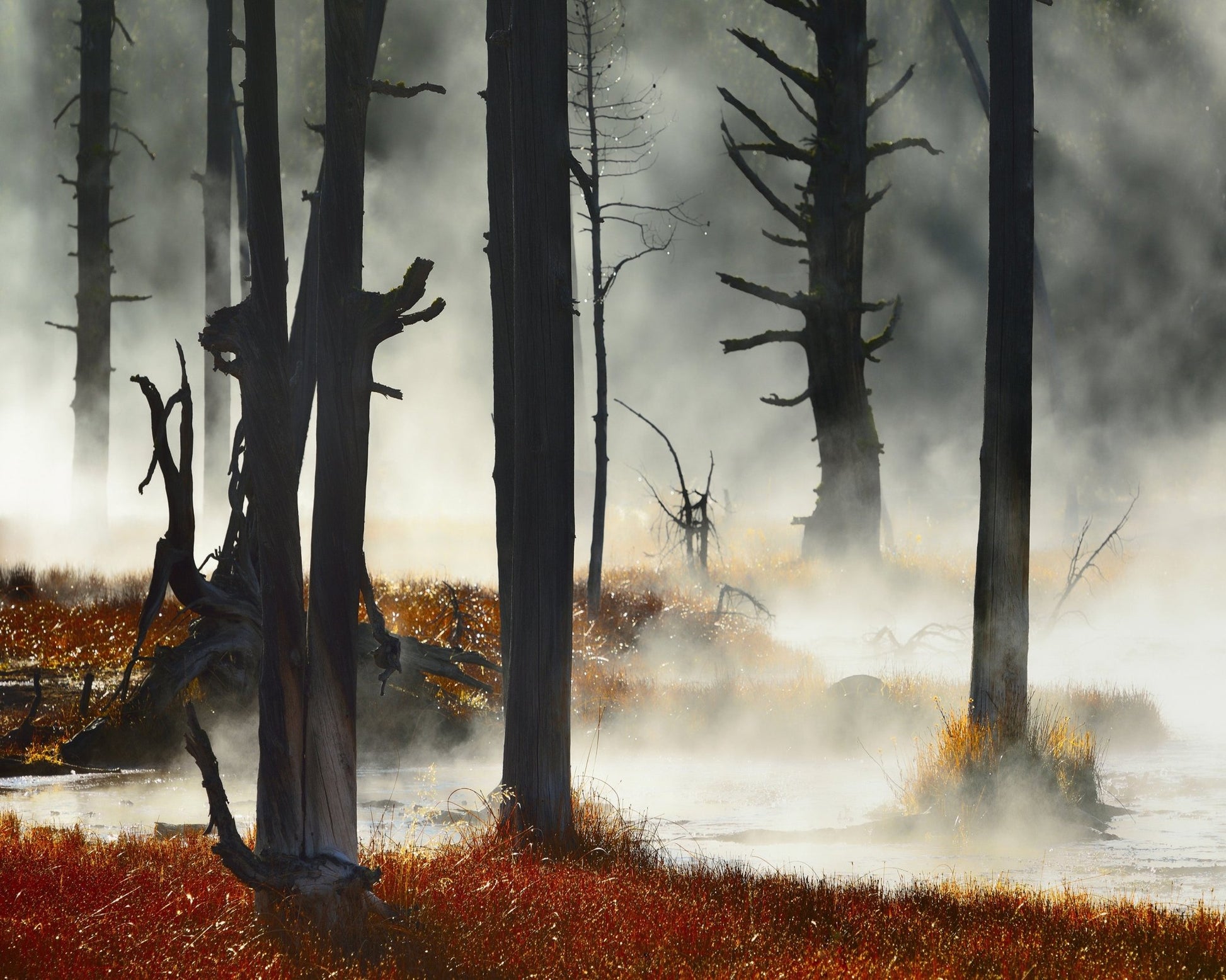 Deadwood