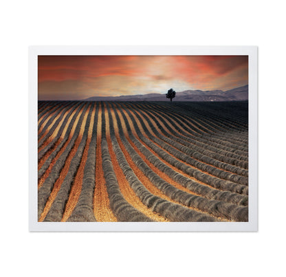 Brush Lavender