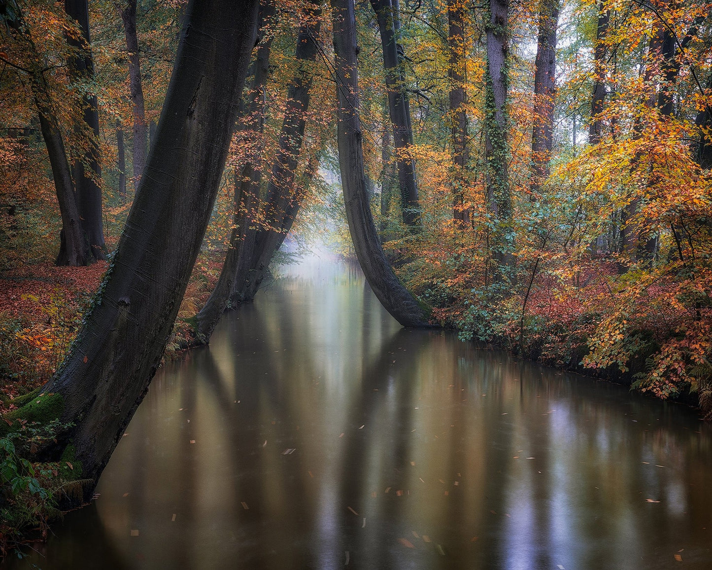 Enchanted Autumn