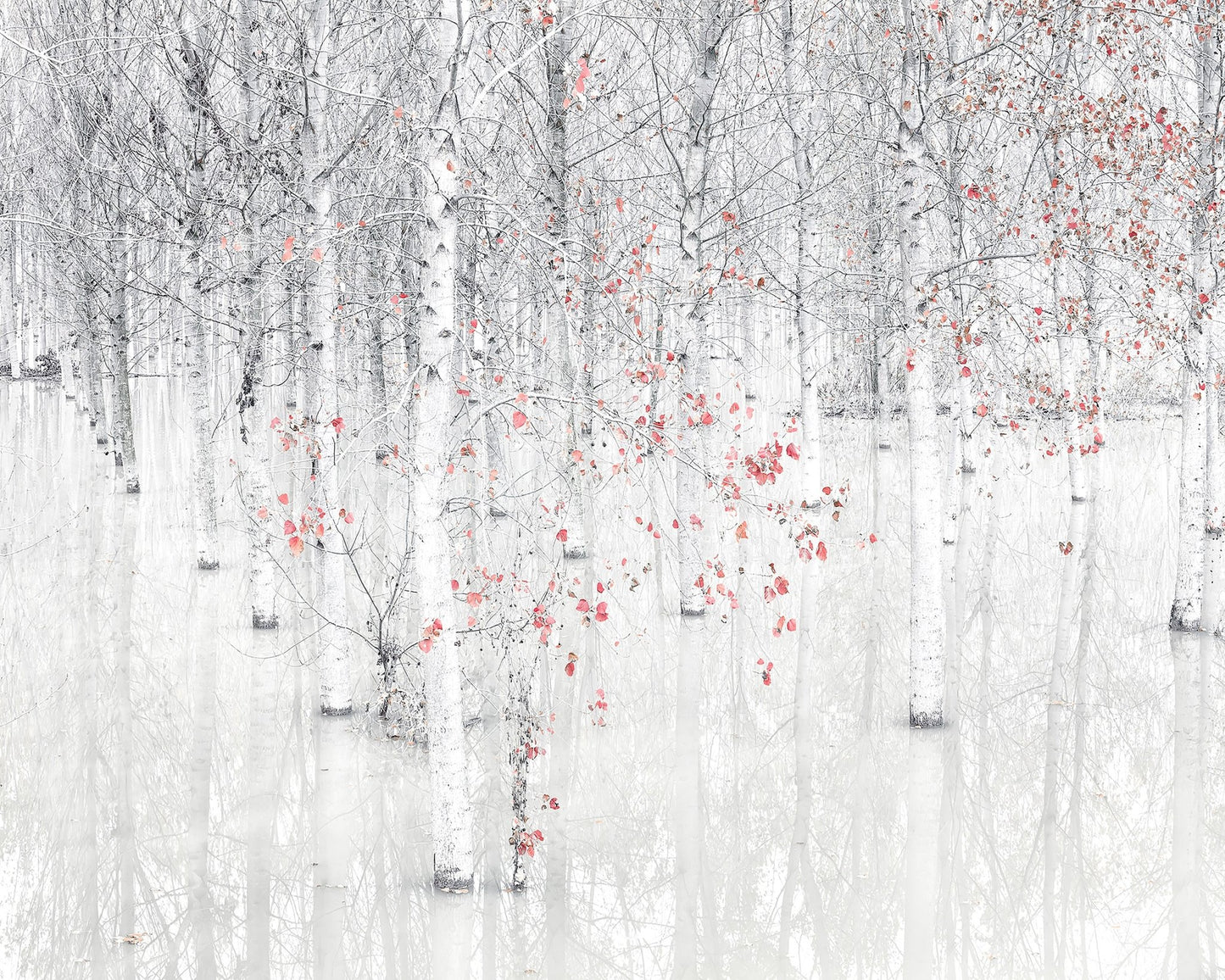 Red & White