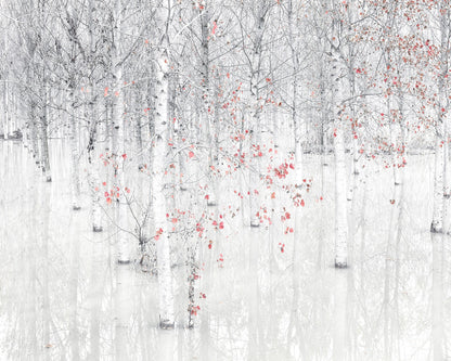 Red & White