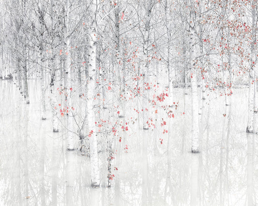 Red & White