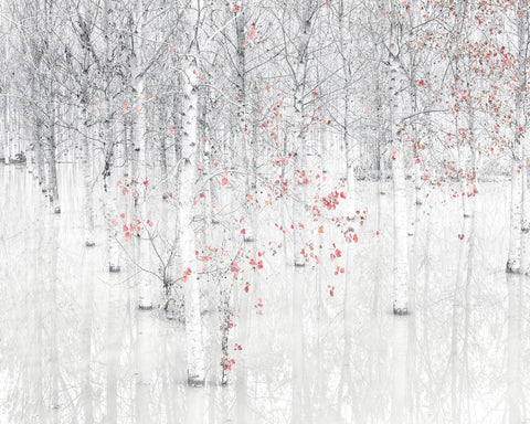 Red & White