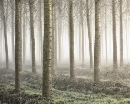 Small Woodland