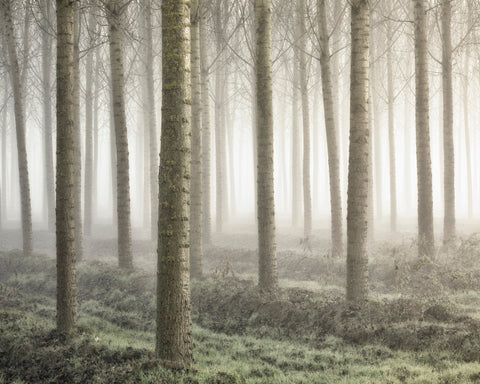 Small Woodland