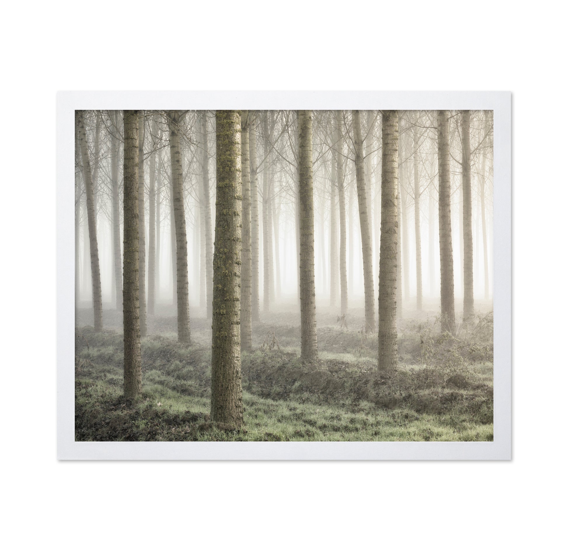 Small Woodland