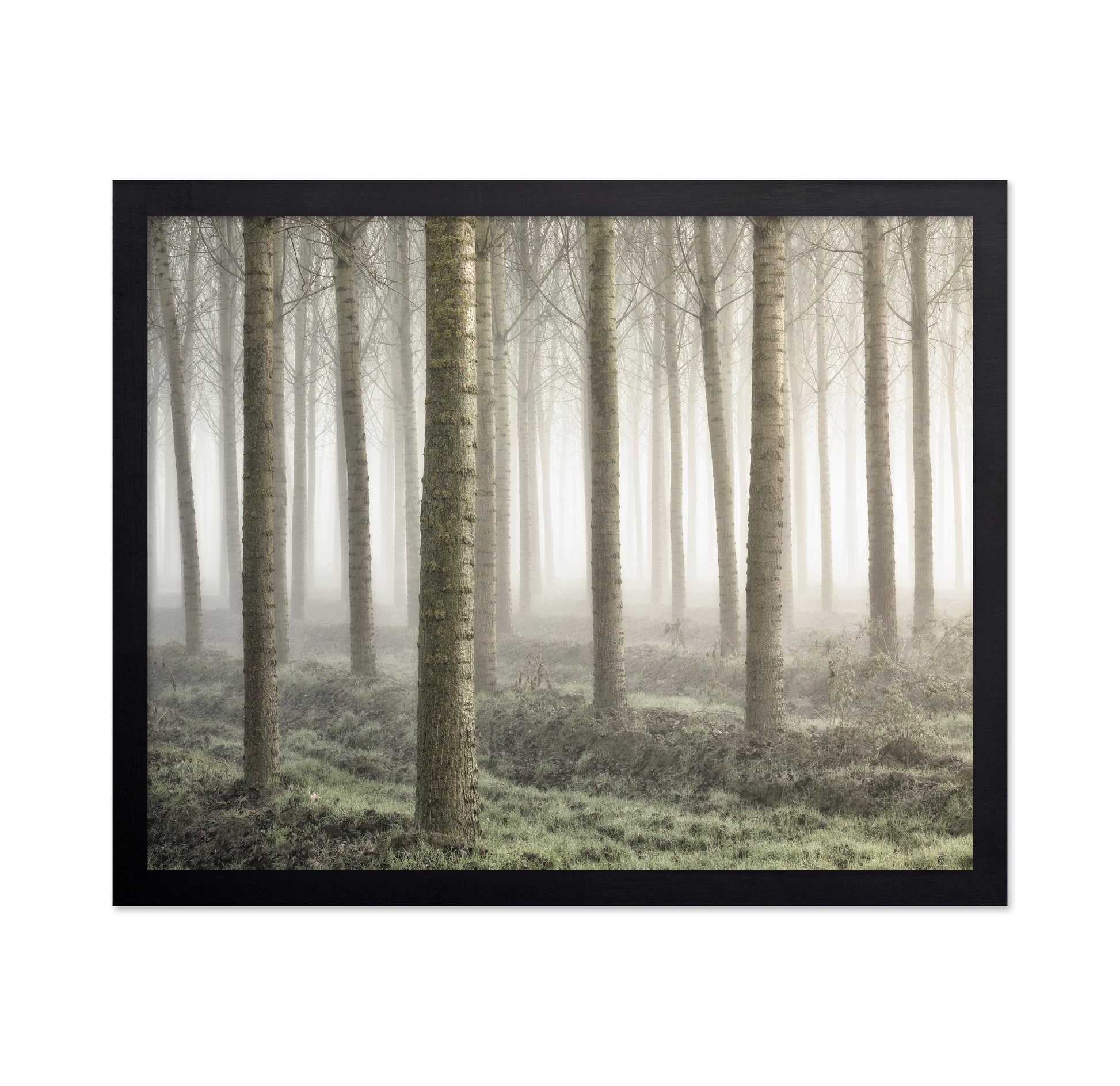 Small Woodland