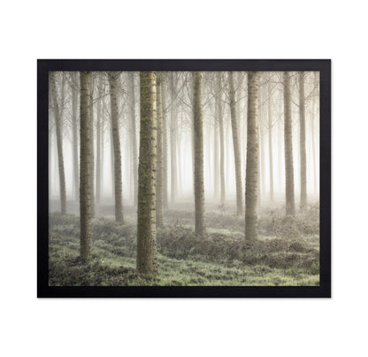 Small Woodland
