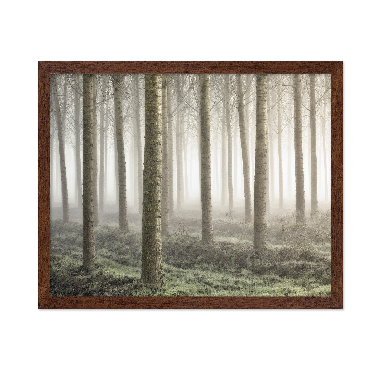 Small Woodland