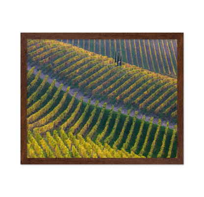 Vineyards