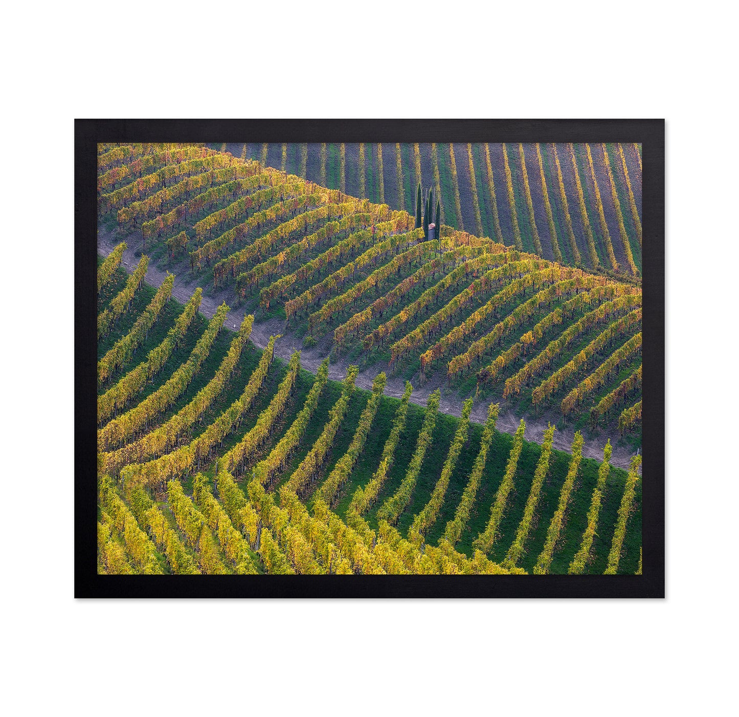 Vineyards