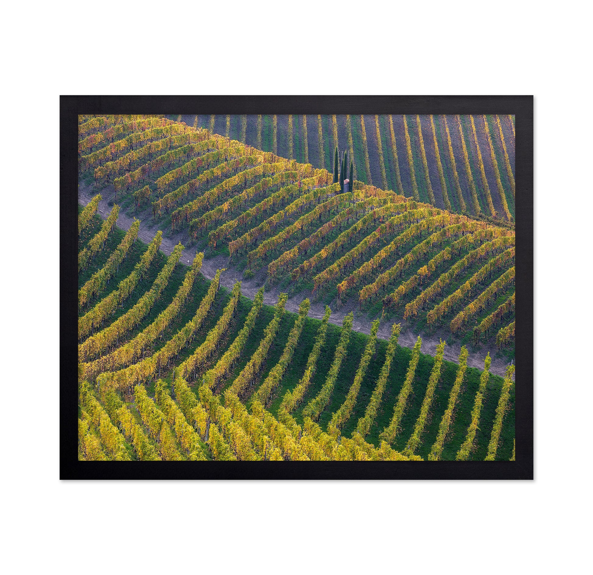 Vineyards