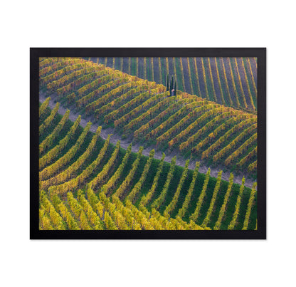 Vineyards