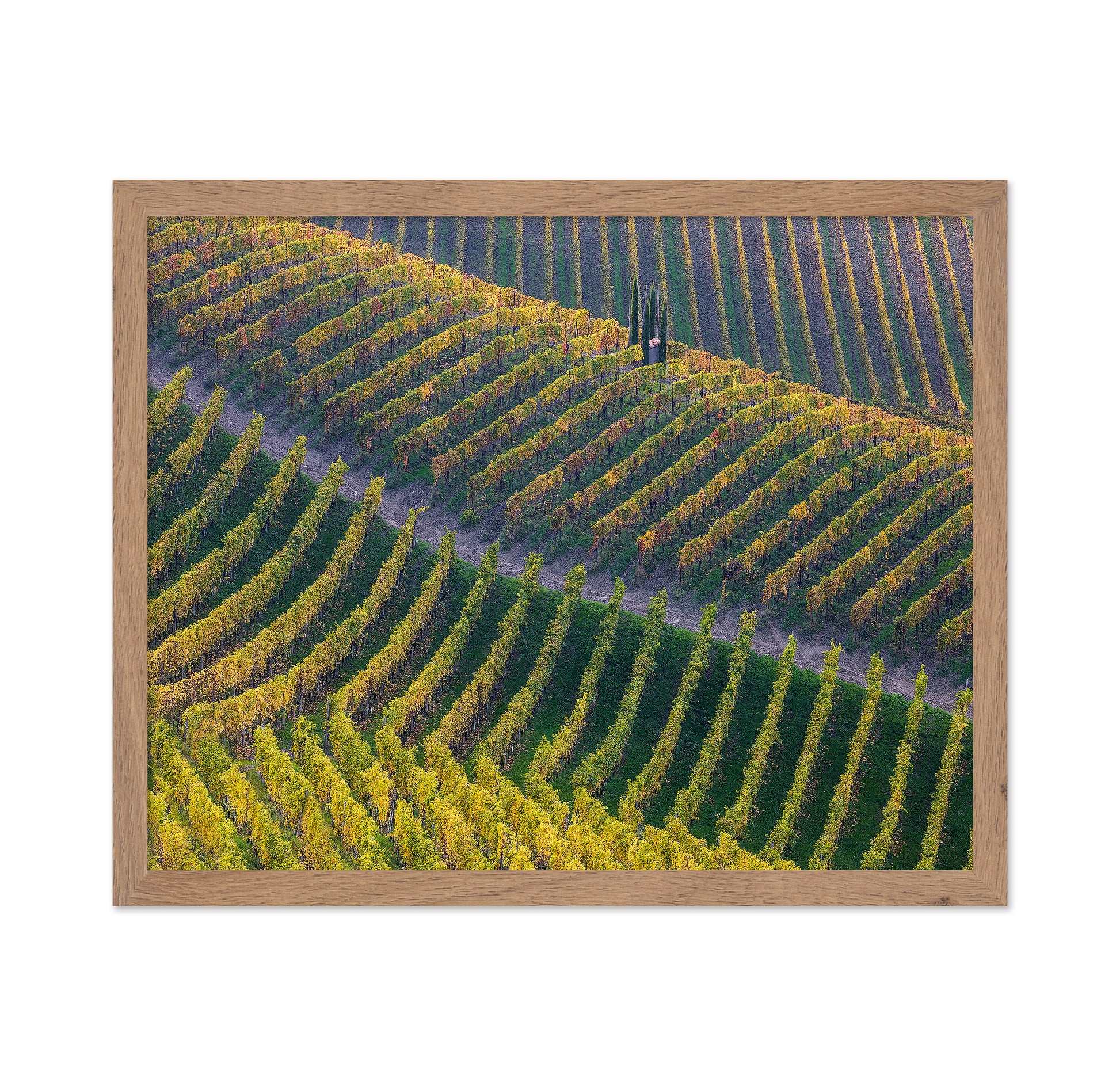 Vineyards