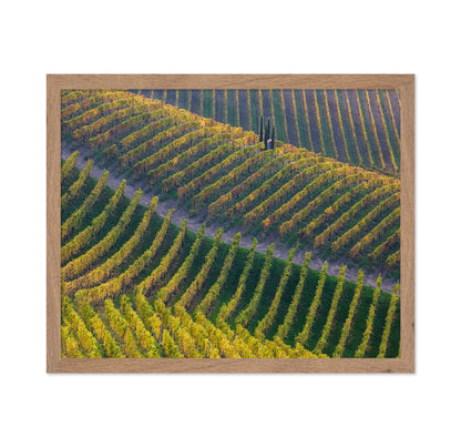 Vineyards