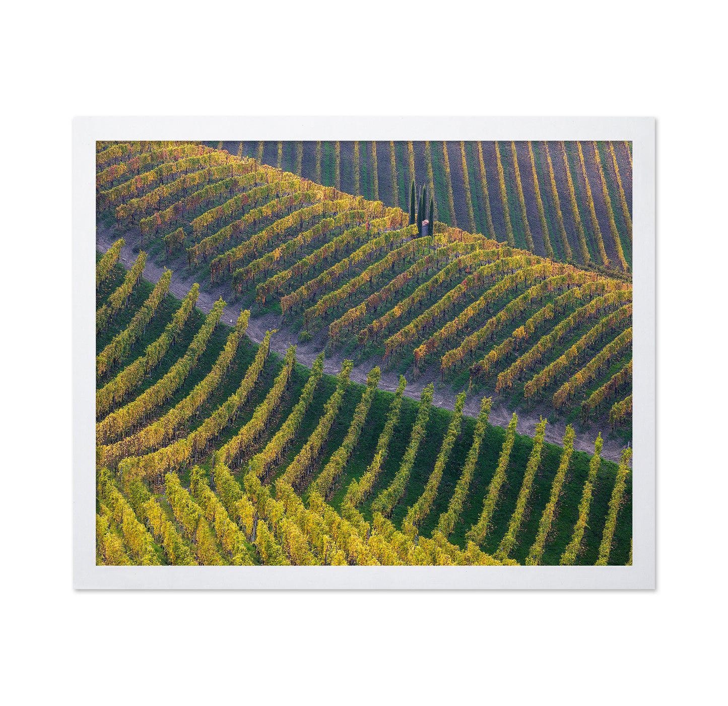 Vineyards