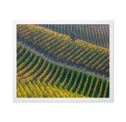 Vineyards