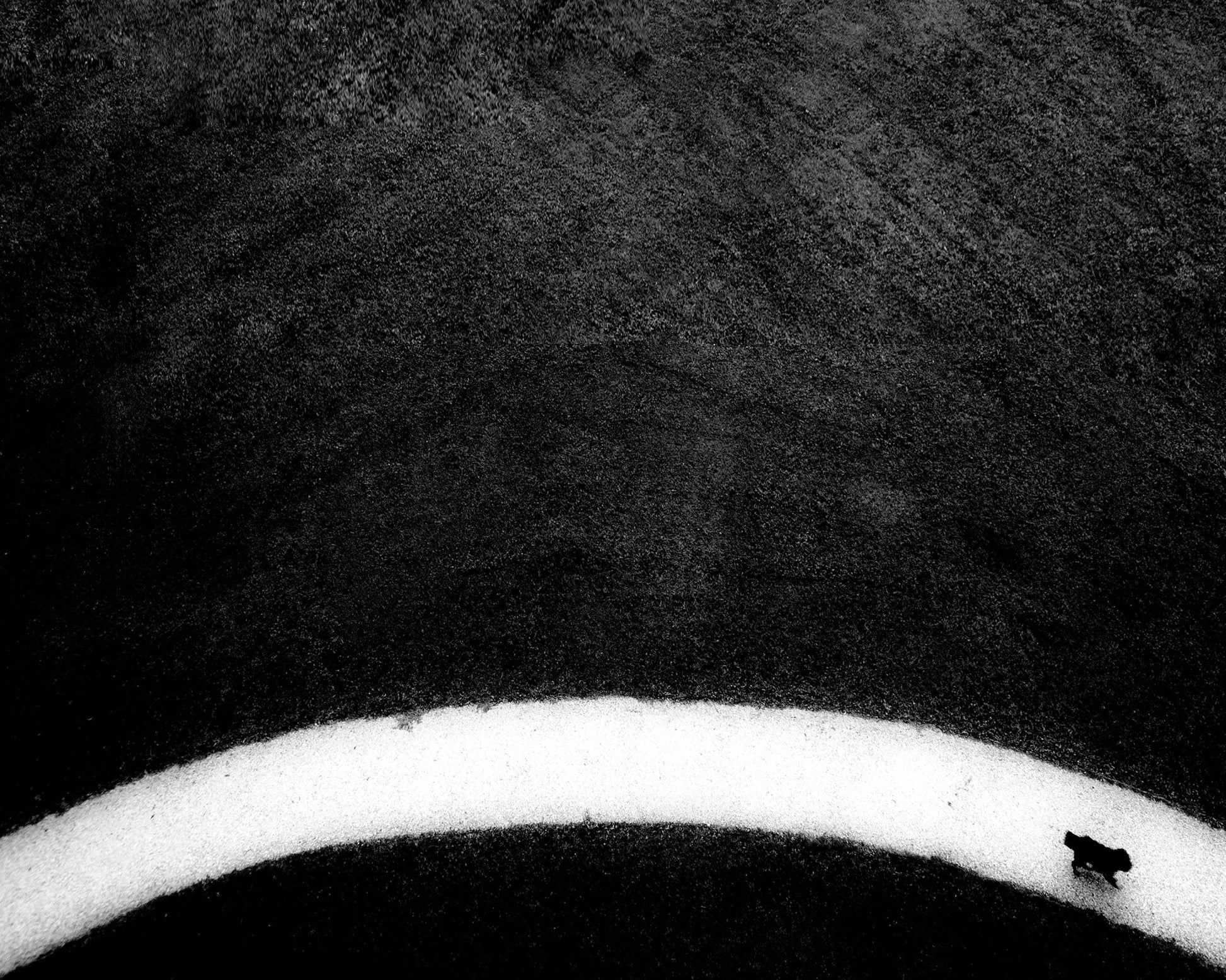 Black Dog