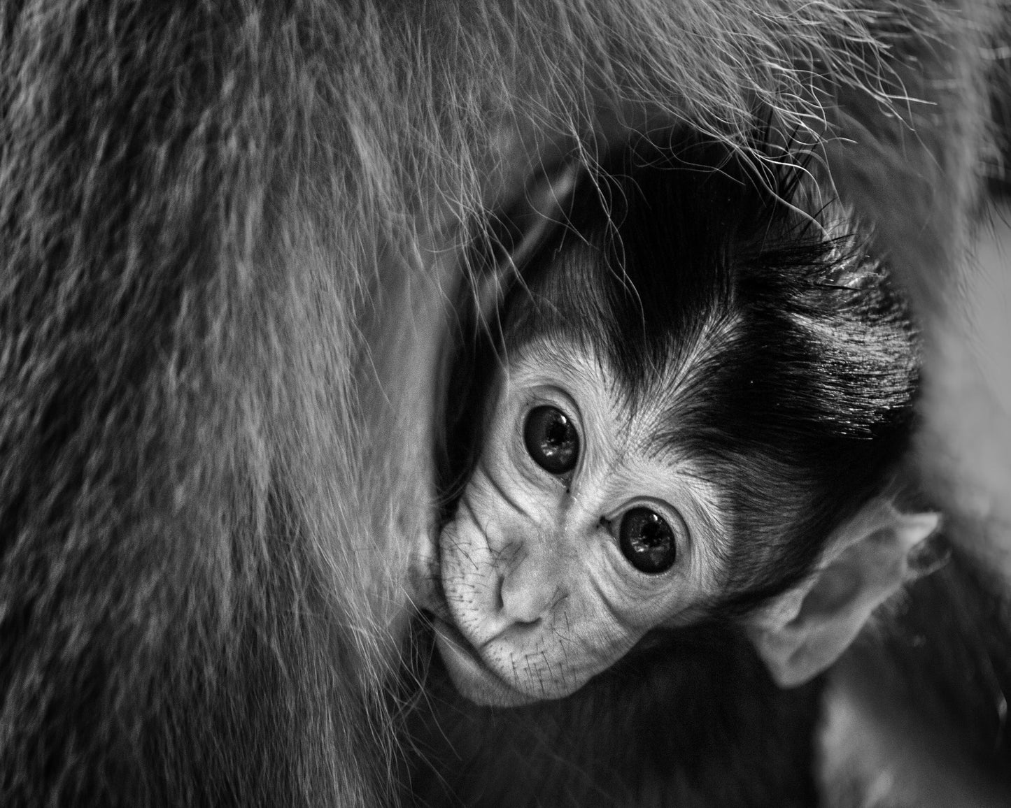 Baby Monkey in Monochrome