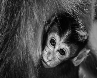 Baby Monkey in Monochrome