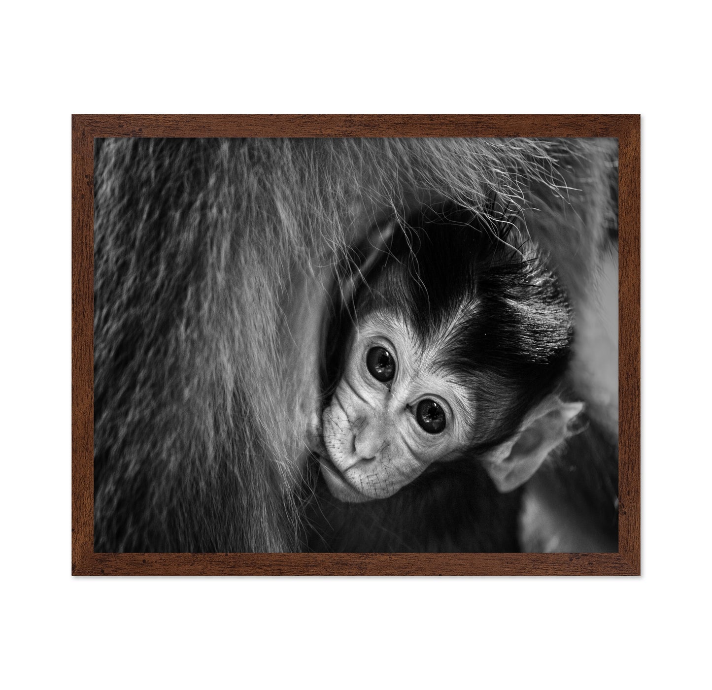 Baby Monkey in Monochrome