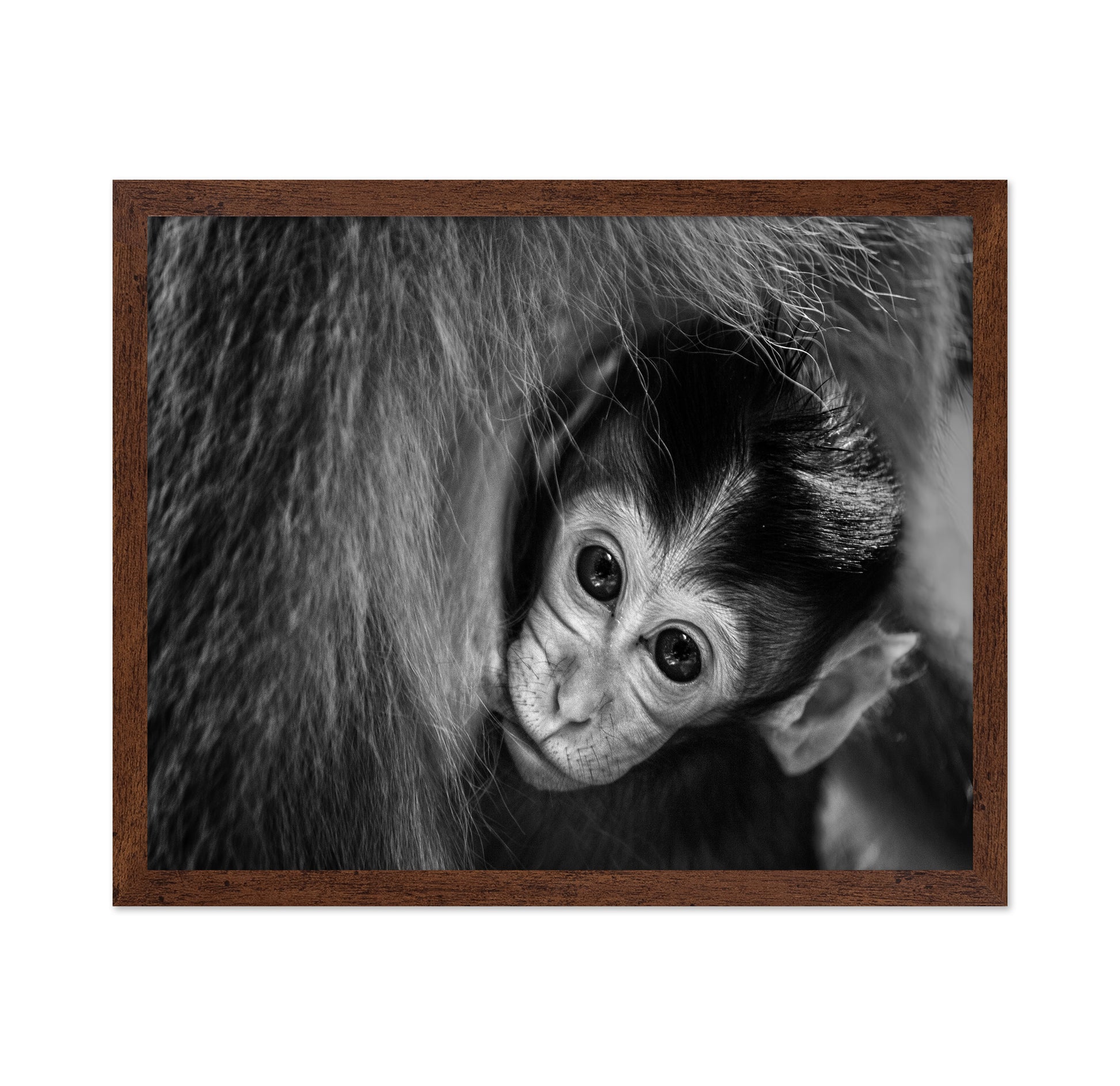 Baby Monkey in Monochrome