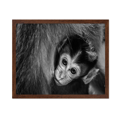 Baby Monkey in Monochrome