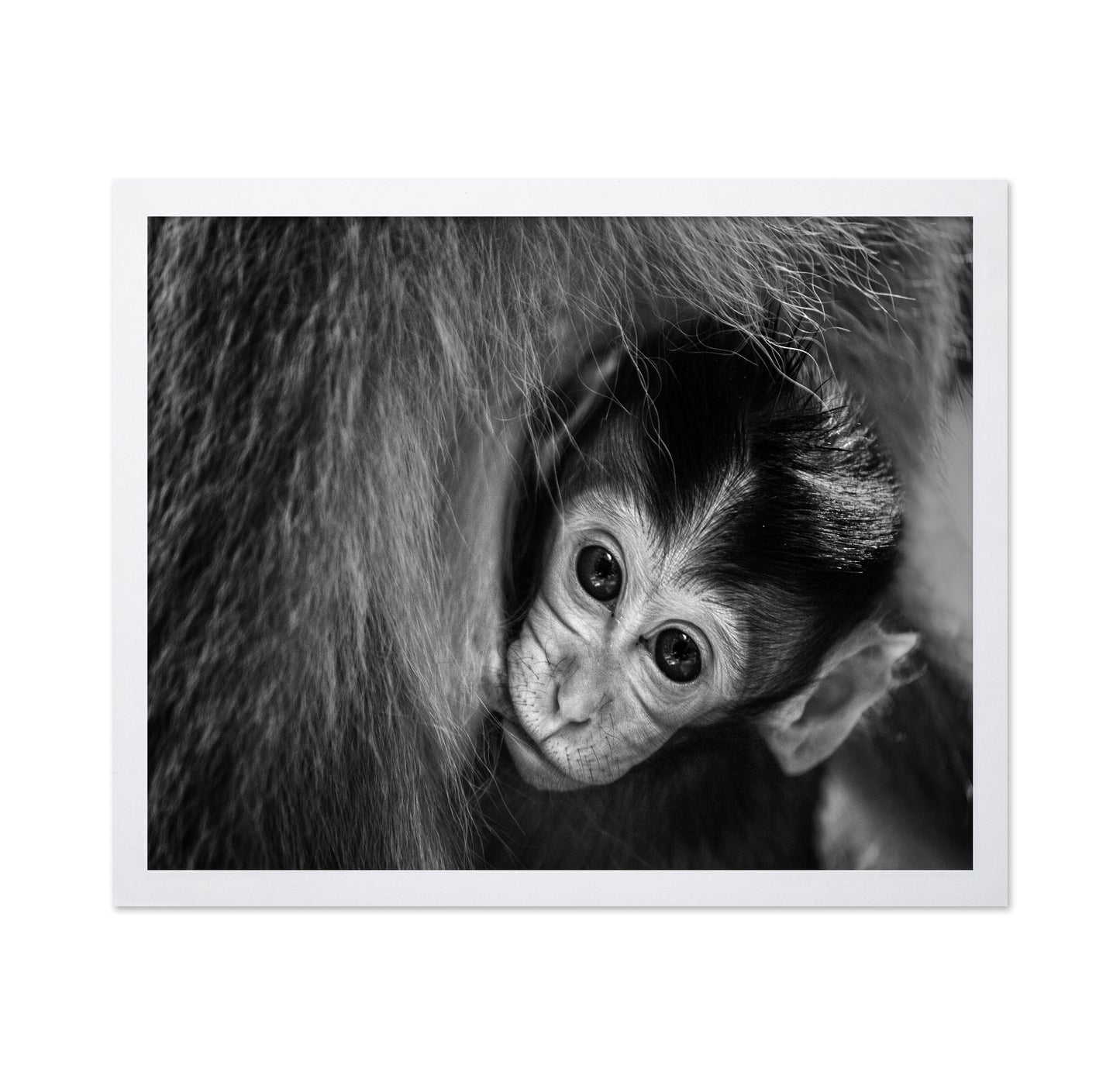 Baby Monkey in Monochrome