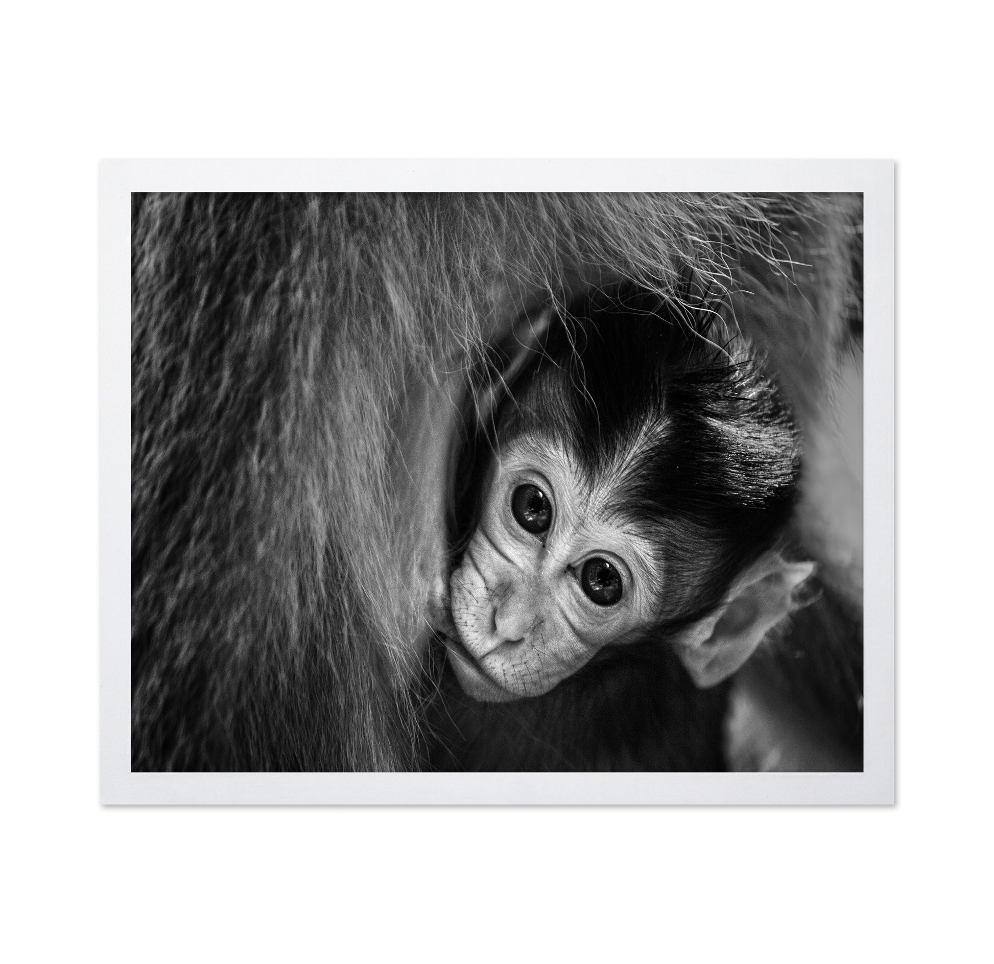 Baby Monkey in Monochrome