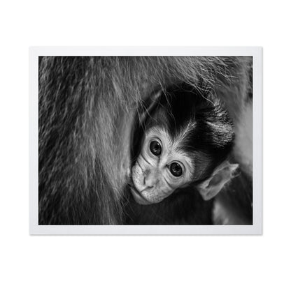 Baby Monkey in Monochrome