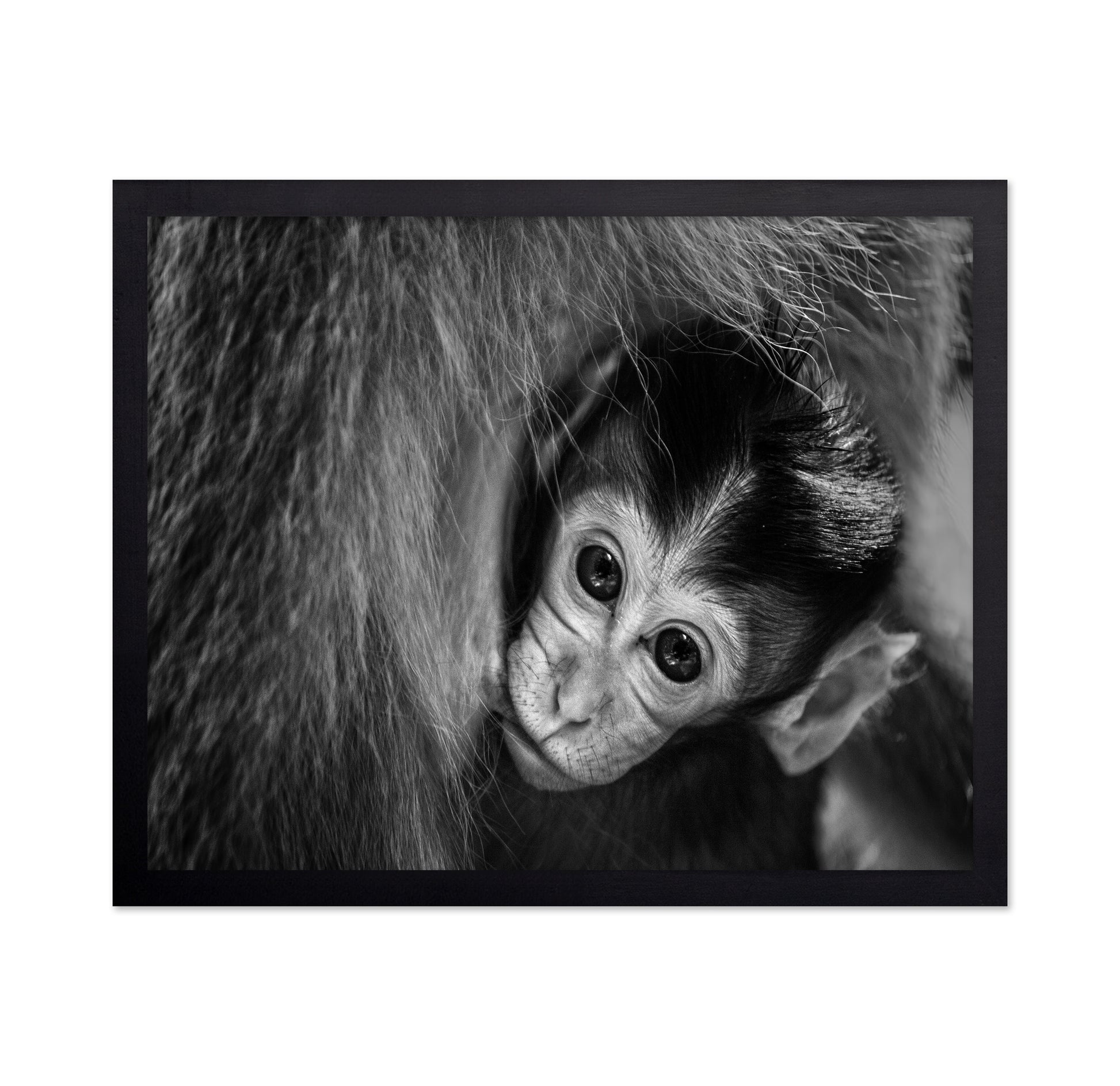 Baby Monkey in Monochrome