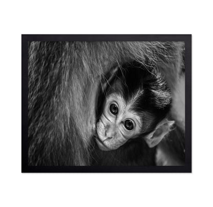 Baby Monkey in Monochrome