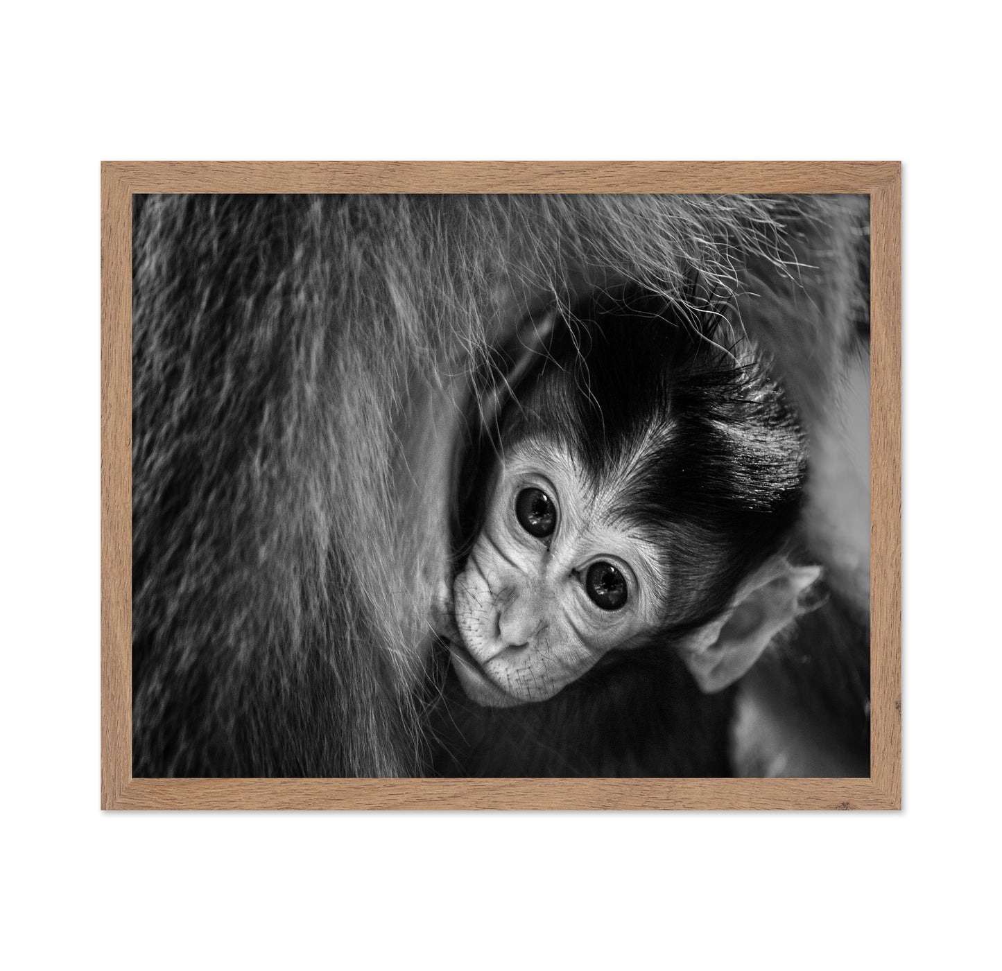 Baby Monkey in Monochrome