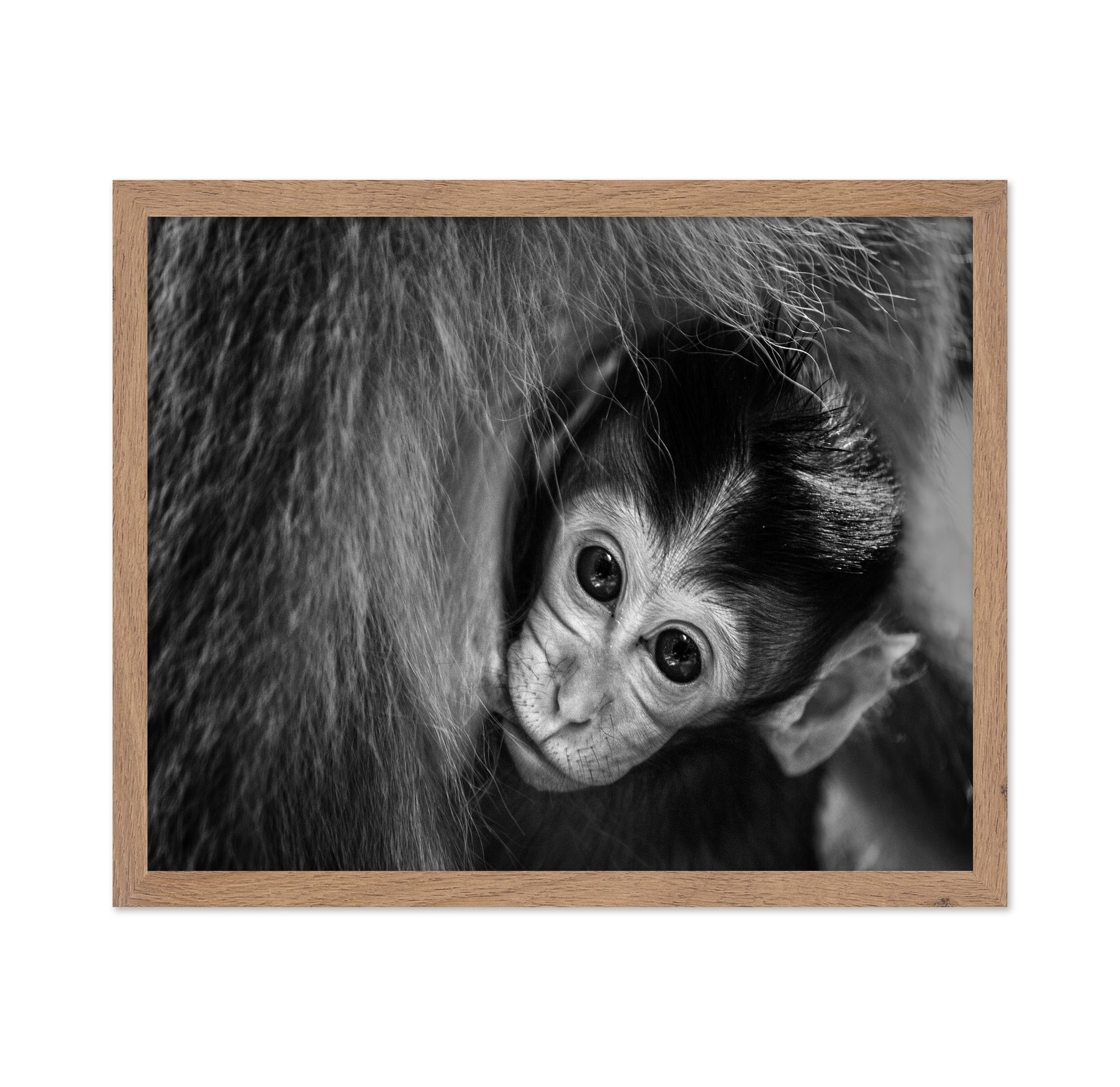 Baby Monkey in Monochrome