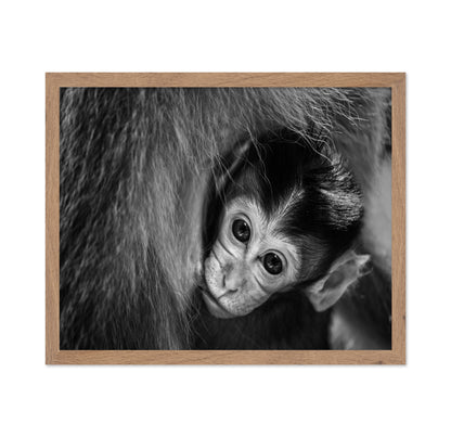 Baby Monkey in Monochrome