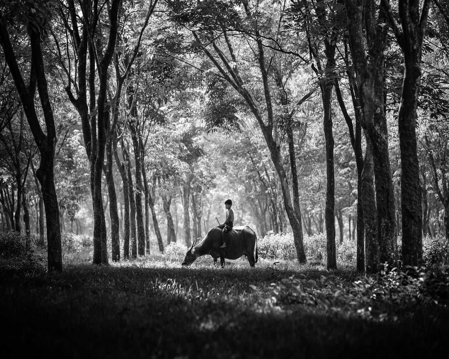 My Carabao