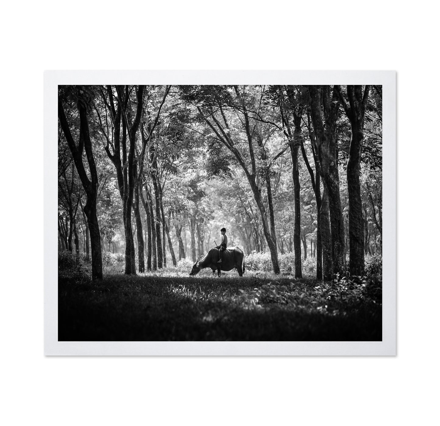 My Carabao