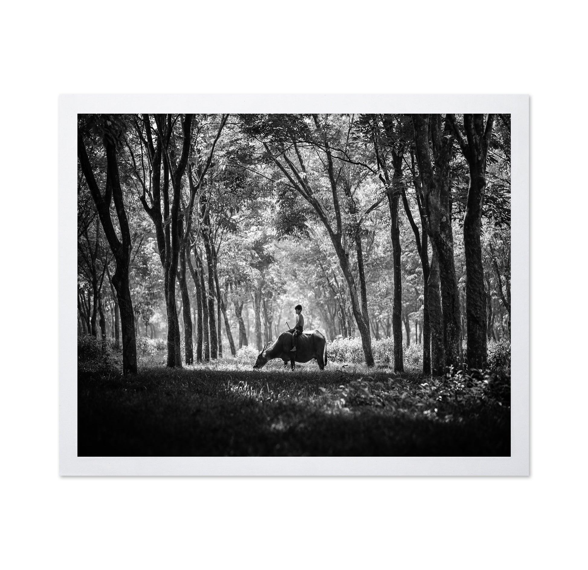 My Carabao