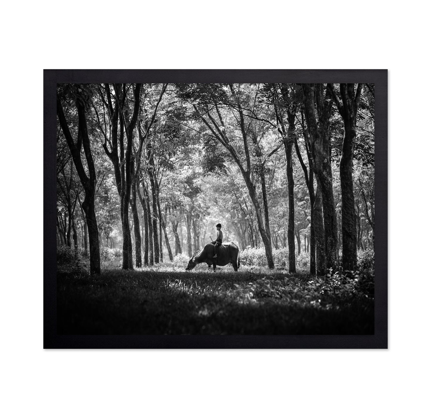 My Carabao