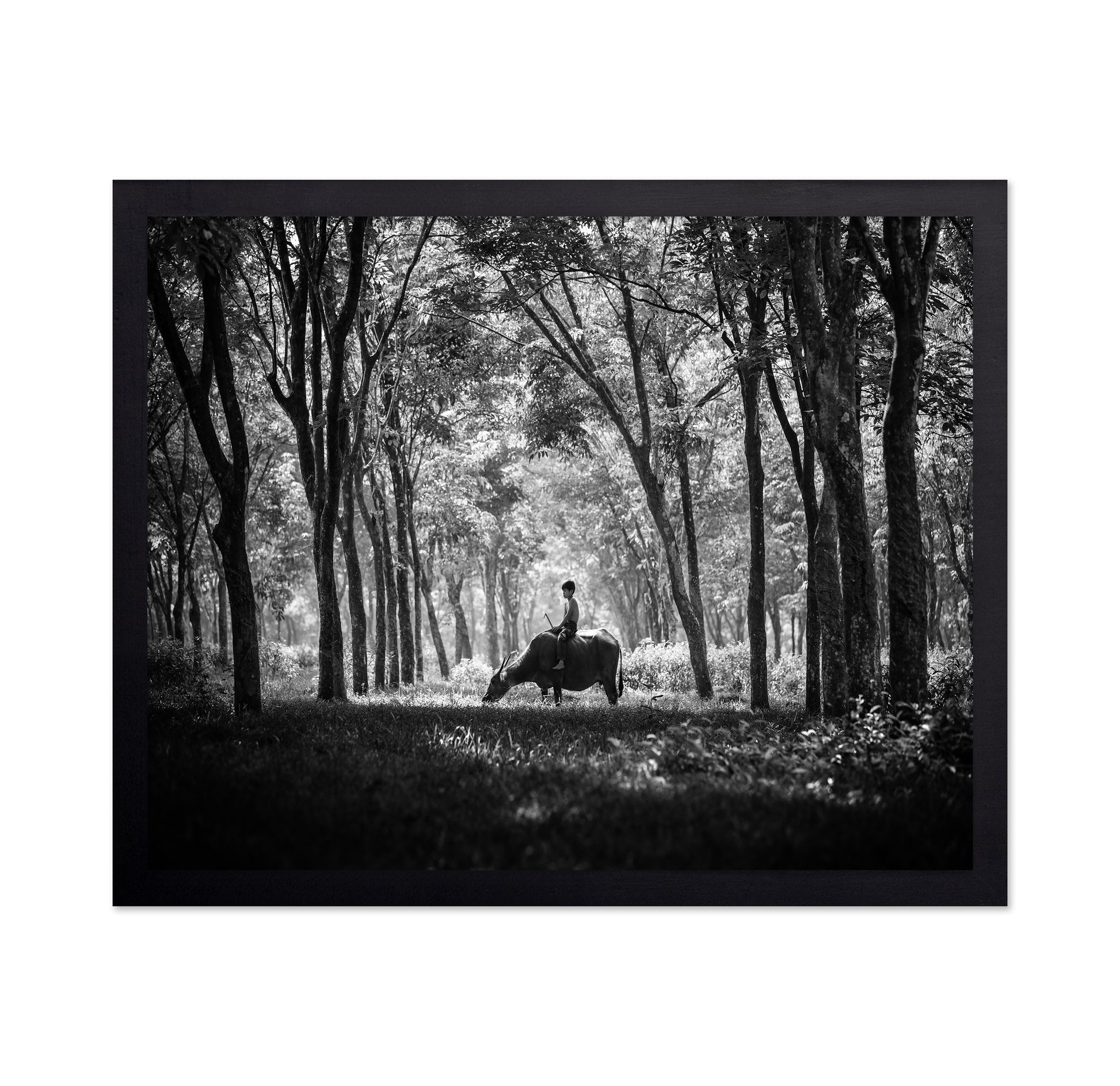 My Carabao