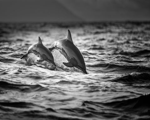 The Mother And The Baby