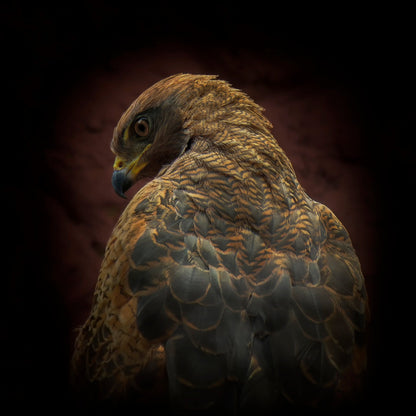 Somebody Watch Me-Savanna Hawk