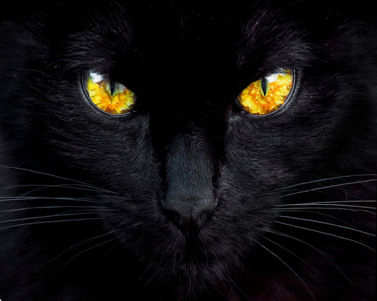 The Hypnotist Of The Night