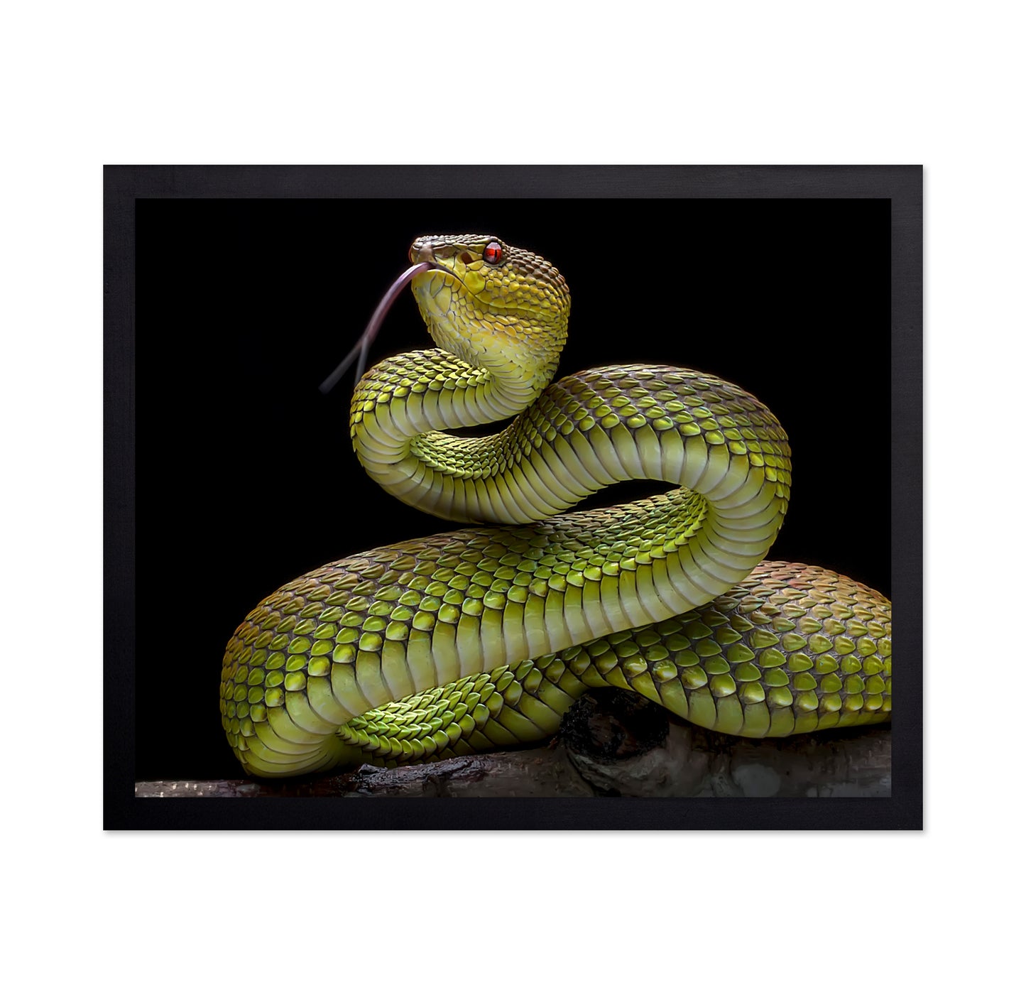Golden Venomous Viper Snake