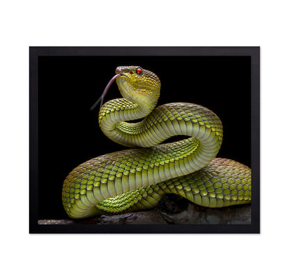 Golden Venomous Viper Snake