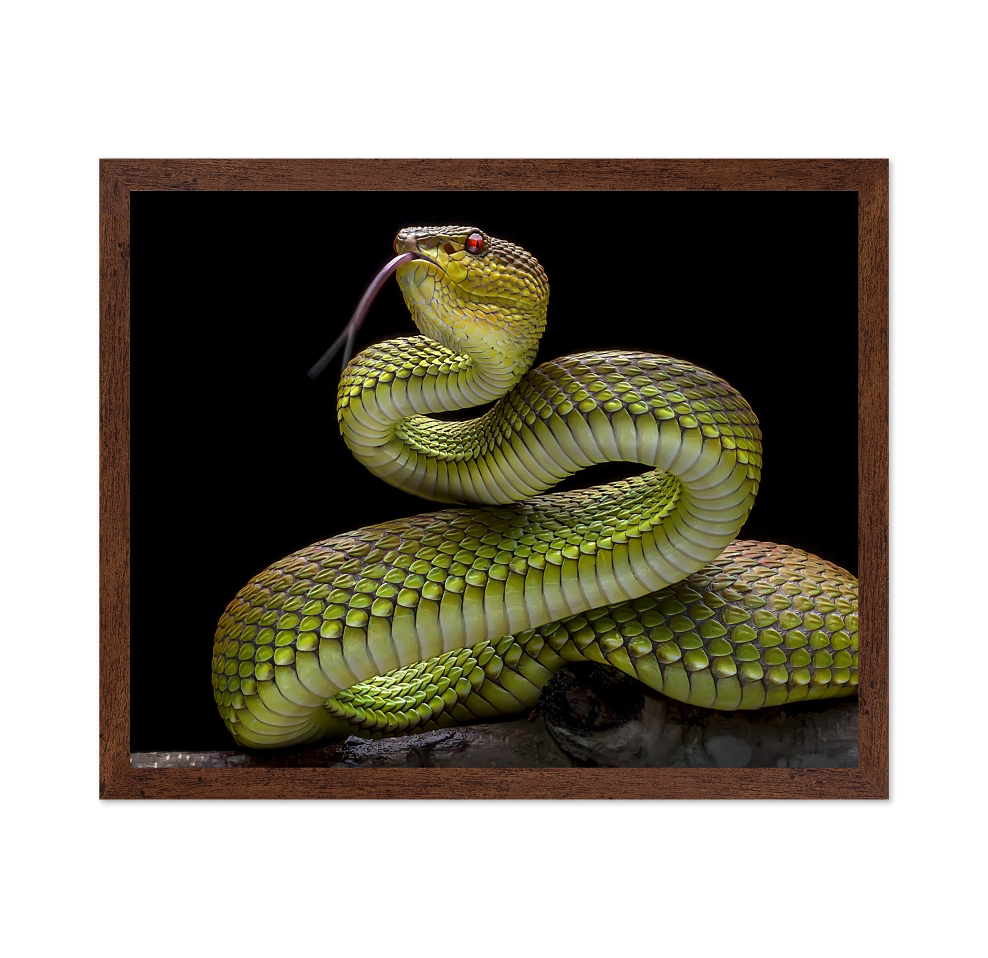 Golden Venomous Viper Snake