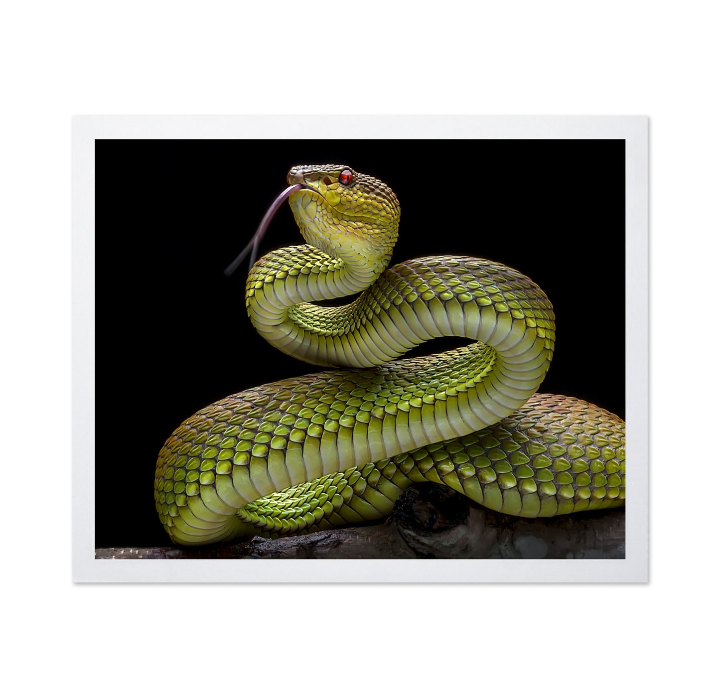 Golden Venomous Viper Snake