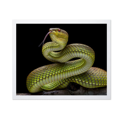 Golden Venomous Viper Snake