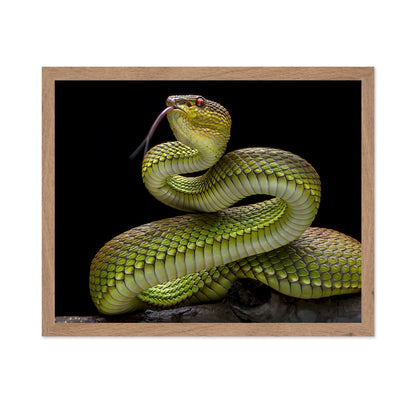 Golden Venomous Viper Snake